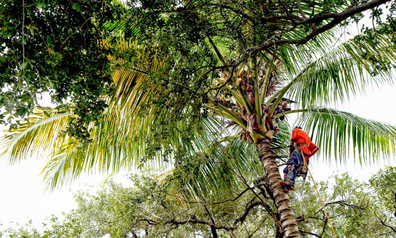 Tree Trimming Service
