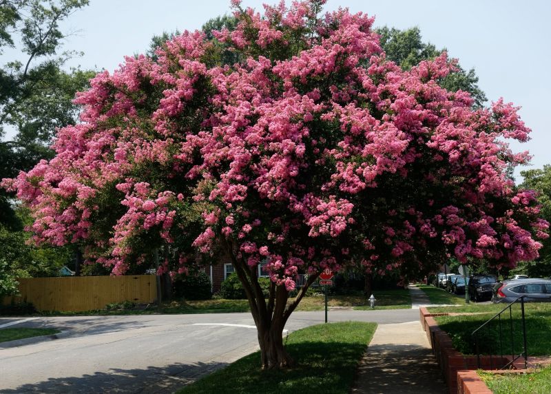 Crape Myrtle Pruning in Honolulu, HI