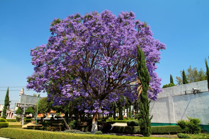 Contact About Jacaranda Tree Pruning Service