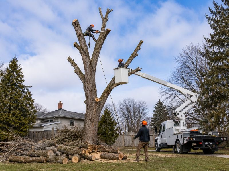 Maple Tree Removal in Bucks County, PA