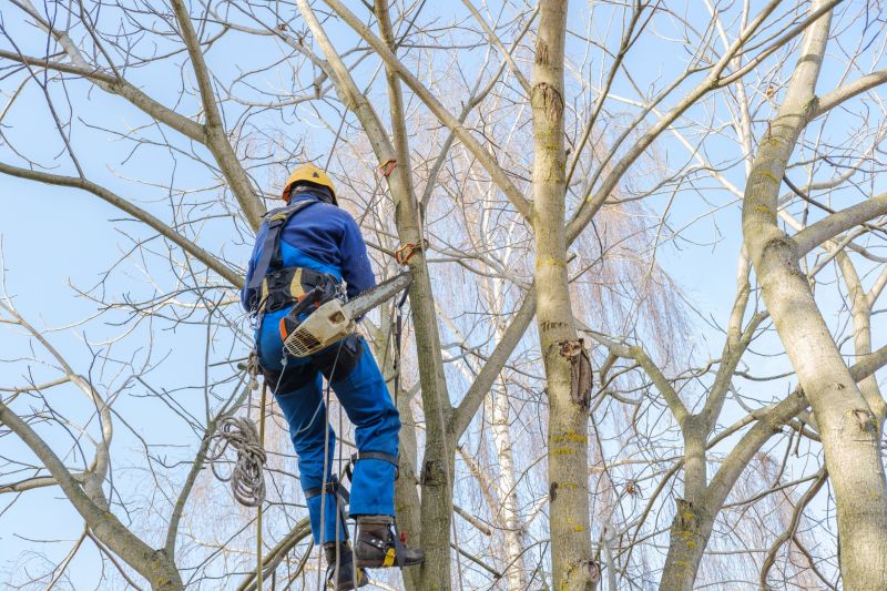 Tree Canopy Thinning in Allentown, PA