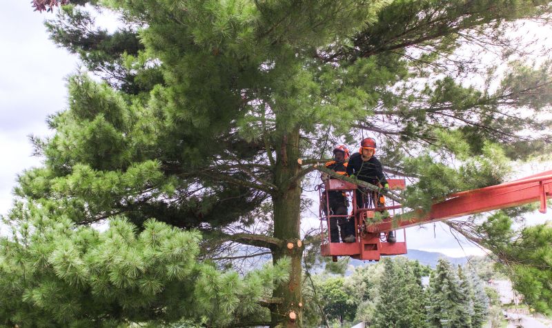 Jacaranda Tree Pruning Service