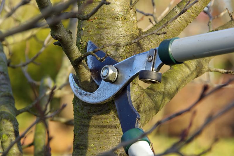 Jacaranda Tree Pruning Service