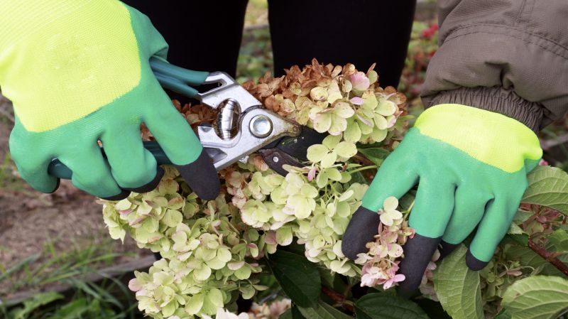 Azalea Pruning in Rockwall, TX