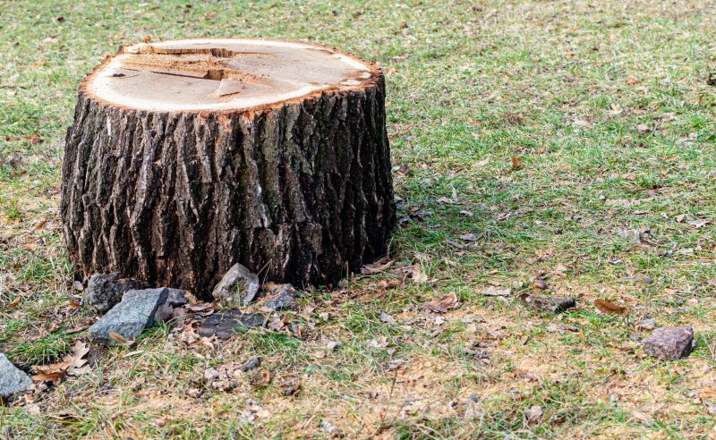 Bamboo Stump Removal in Waldorf, MD