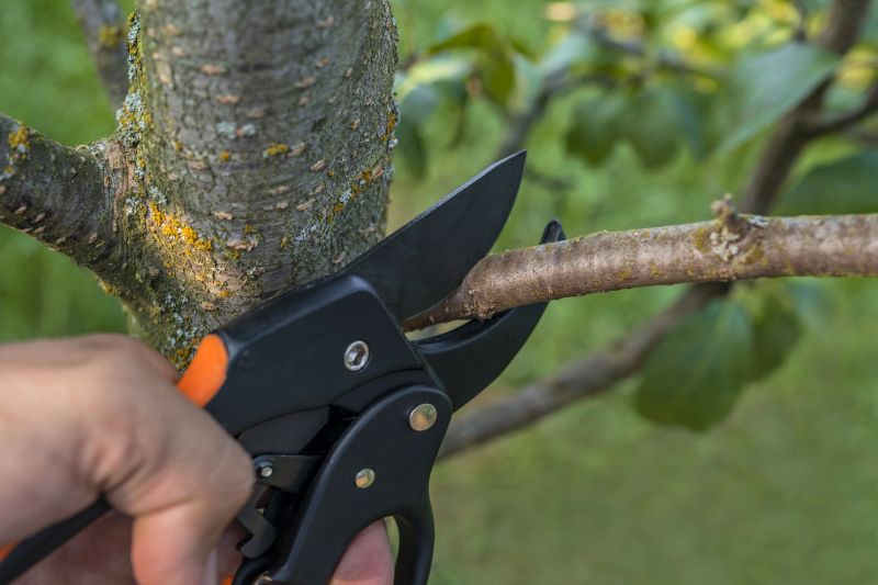 Birch Tree Removal in Aiken, SC