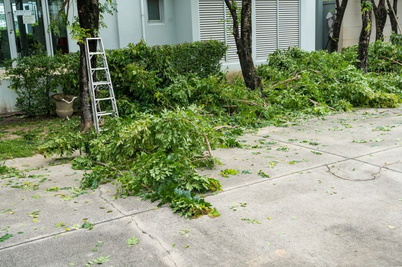 Birch Tree Removal in Allentown, PA