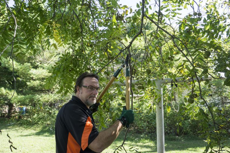 Branches Pruning in Doylestown, PA