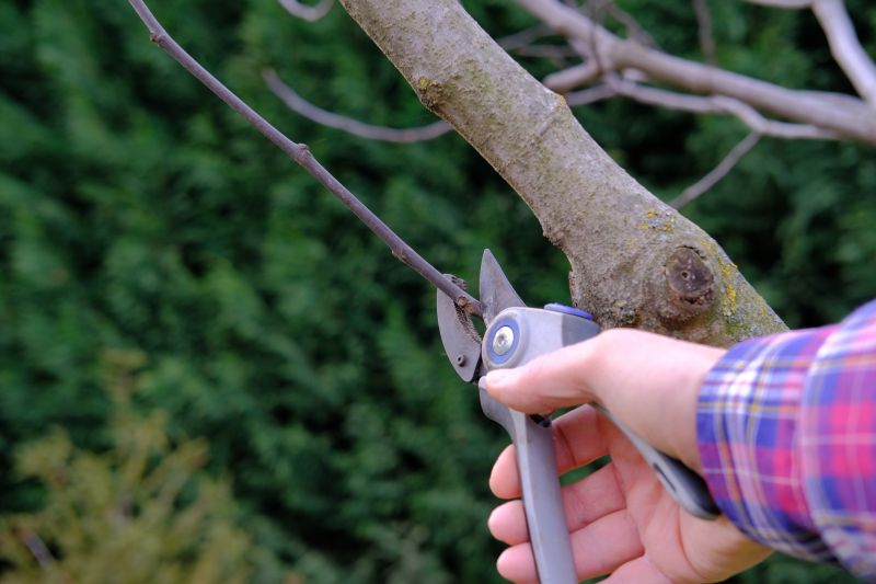 Branches Pruning in San Jose, CA