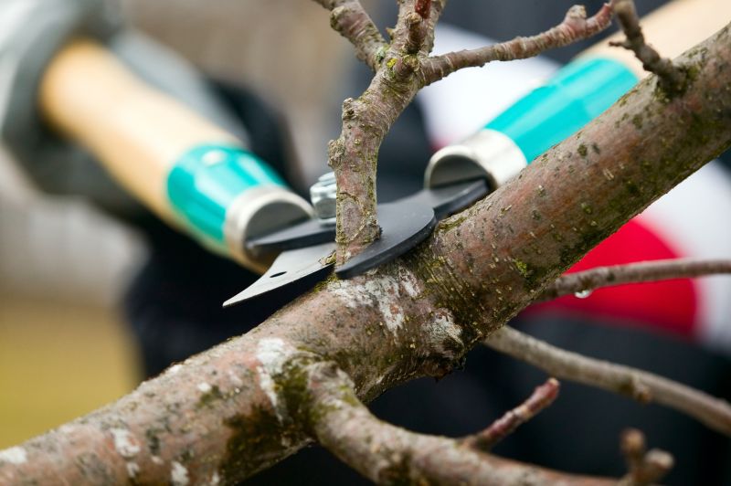 Branches Pruning in Aiken, SC