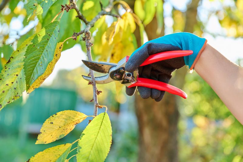Canopy Pruning in San Jose, CA