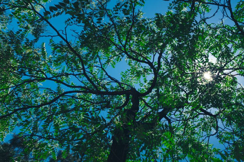 Canopy Pruning in San Jose, CA