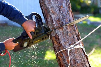 Commercial Tree Removal in Bucks County, PA