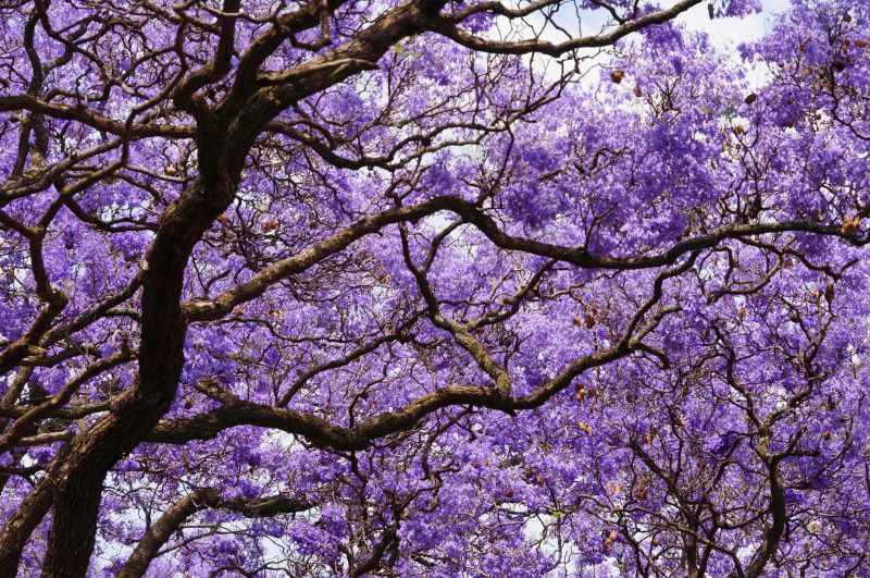 Jacaranda Tree Pruning Service