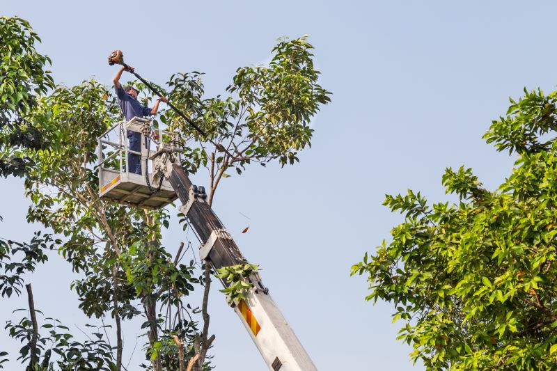 Jacaranda Tree Pruning Service