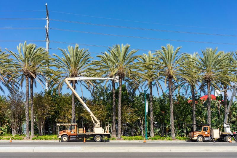 Jacaranda Tree Pruning Service