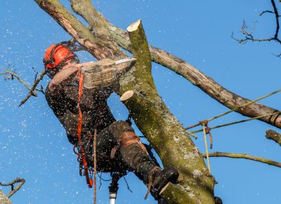 Tree Canopy Thinning