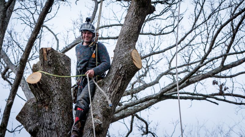 Tree Canopy Thinning