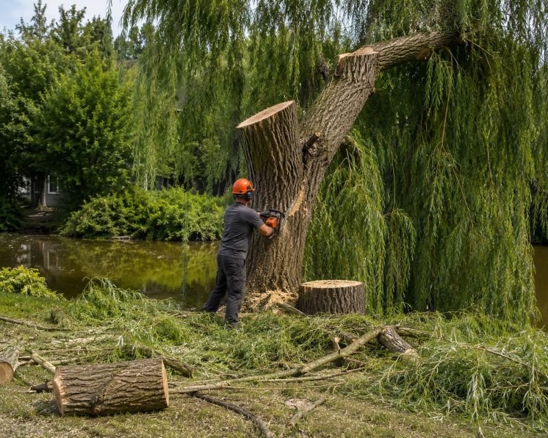 Cypress Tree Removal in San Jose, CA