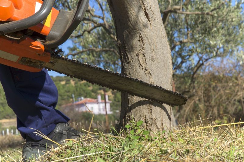 Cypress Tree Removal in Montgomery County, PA