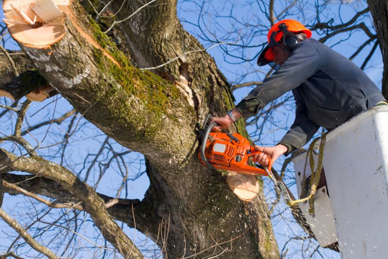 Dead Tree Removal in Aiken, SC