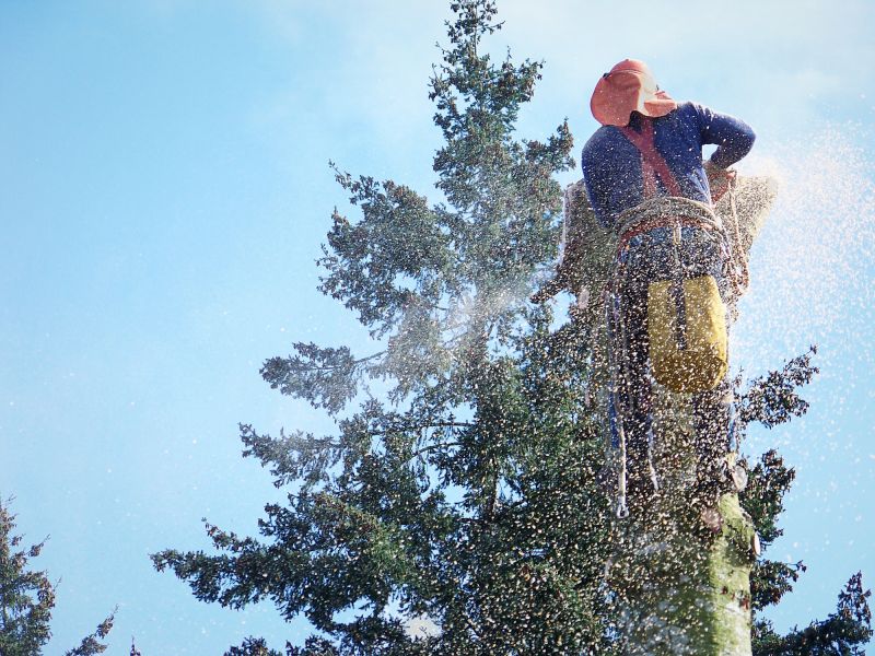 Dead Tree Removal in Aiken, SC