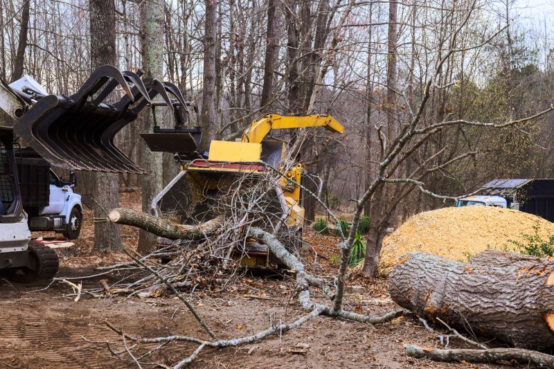 Dead Tree Removal in Reno, NV