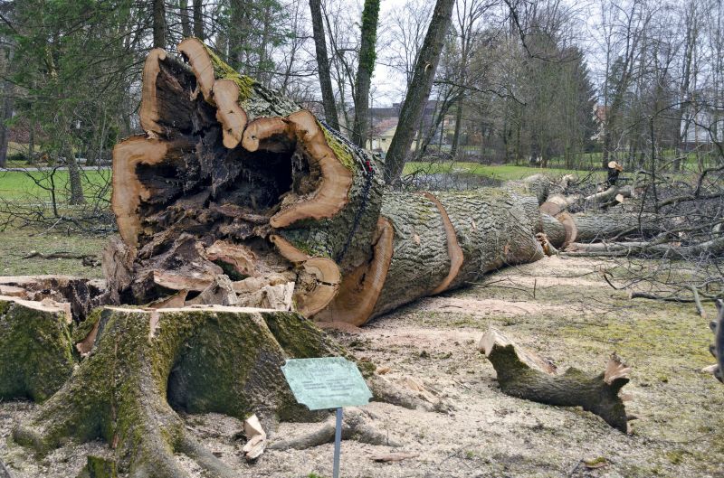 Fallen Tree Removal in Bucks County, PA