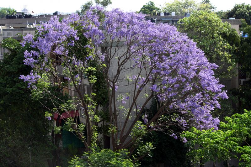 Jacaranda Tree Pruning Service detail