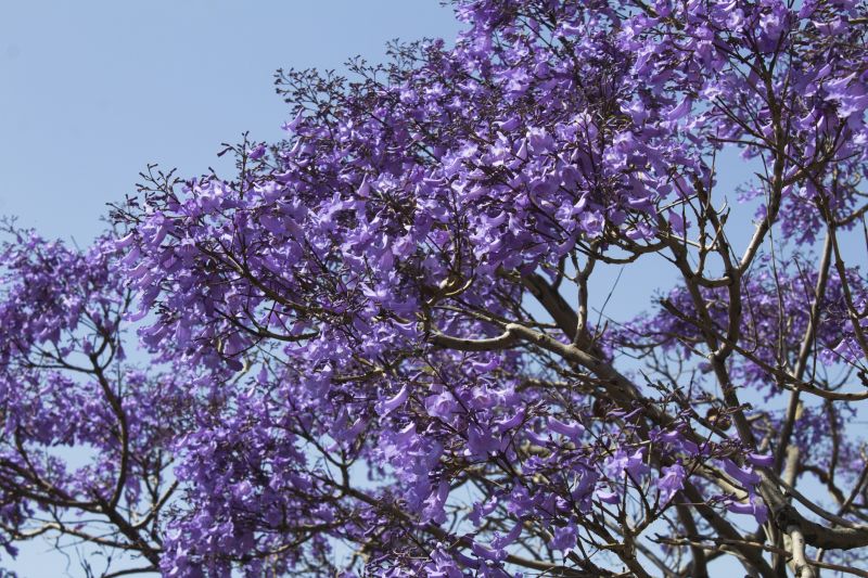 Jacaranda Tree Pruning Service detail
