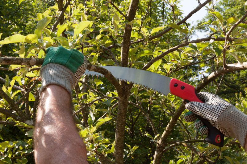 Jacaranda Tree Pruning Service detail