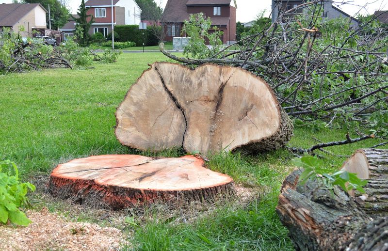 Hickory Tree Removal in Bucks County, PA