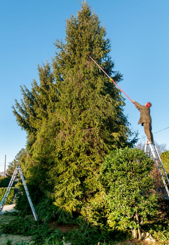 Hickory Tree Trimming in Doylestown, PA