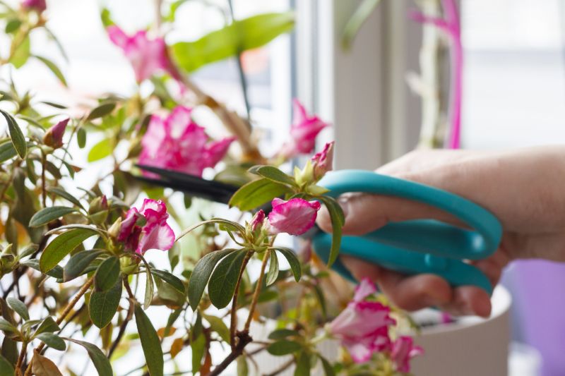 Hydrangea Pruning in Rockwall, TX