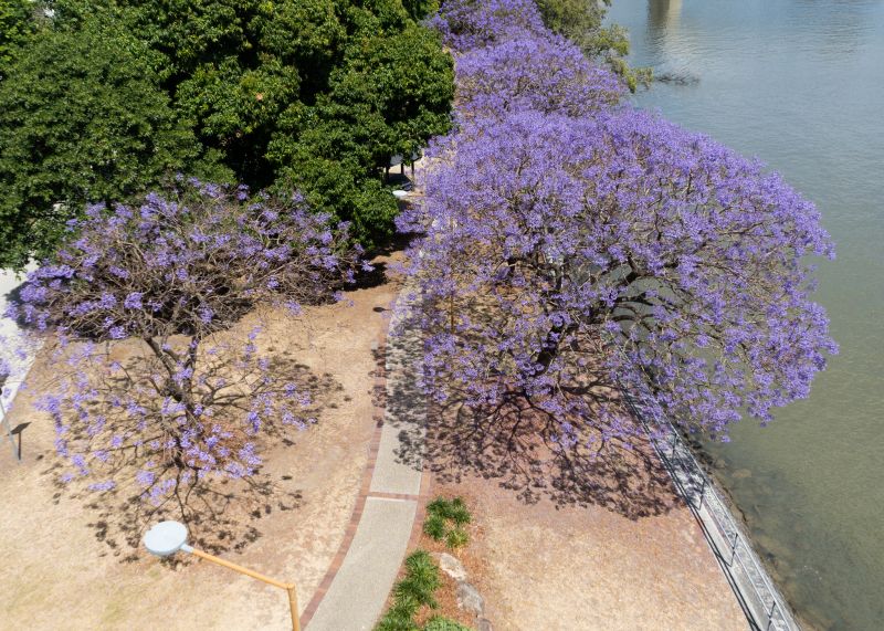 Jacaranda Tree Pruning Service