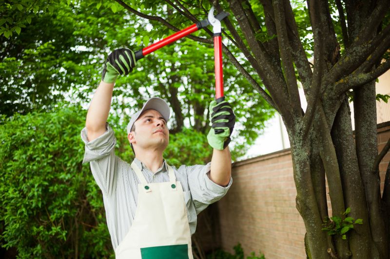 Jacaranda Tree Pruning Service