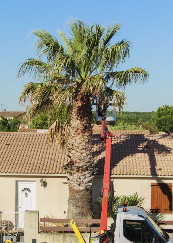 Jacaranda Tree Pruning Service