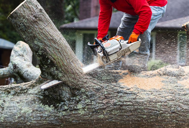 Oak Tree Pruning in Doylestown, PA