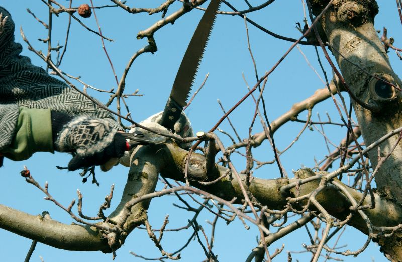 Orchard Tree Pruning in Reno, NV