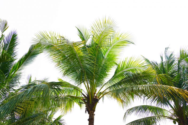 Palm Tree Trimming in Pottstown, PA