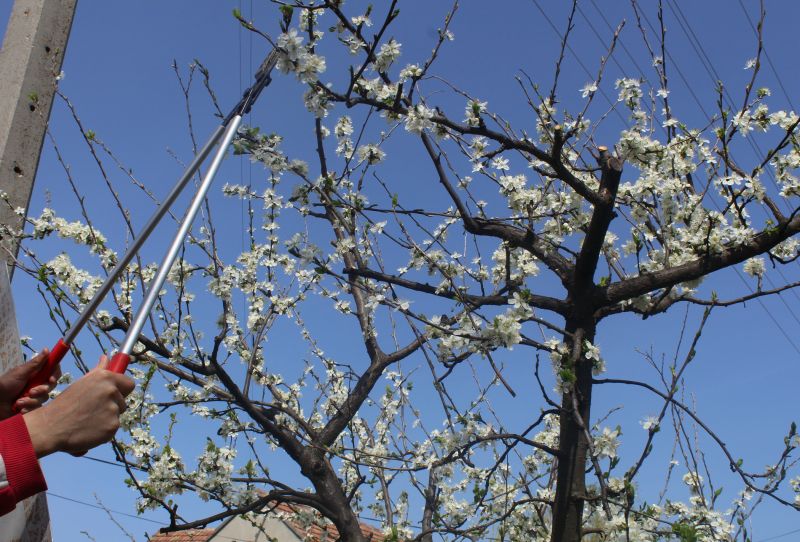 Peach Tree Pruning in Allentown, PA