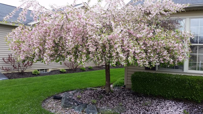 Peach Tree Pruning in Doylestown, PA
