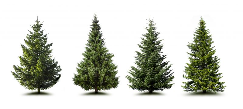 Pine Tree Trimming in San Jose, CA