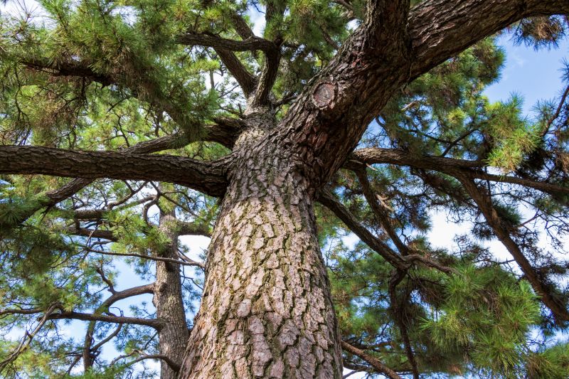 Pine Tree Trimming in Pottstown, PA