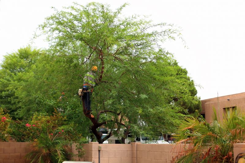 Residential Tree Service in Aiken, SC