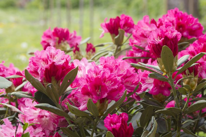 Rhododendron Pruning in Rockwall, TX