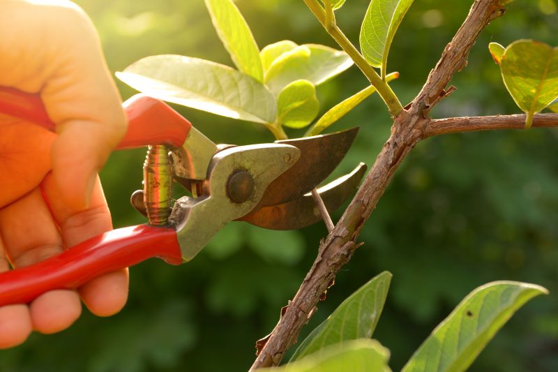 Shrub Pruning in Ventura County, CA