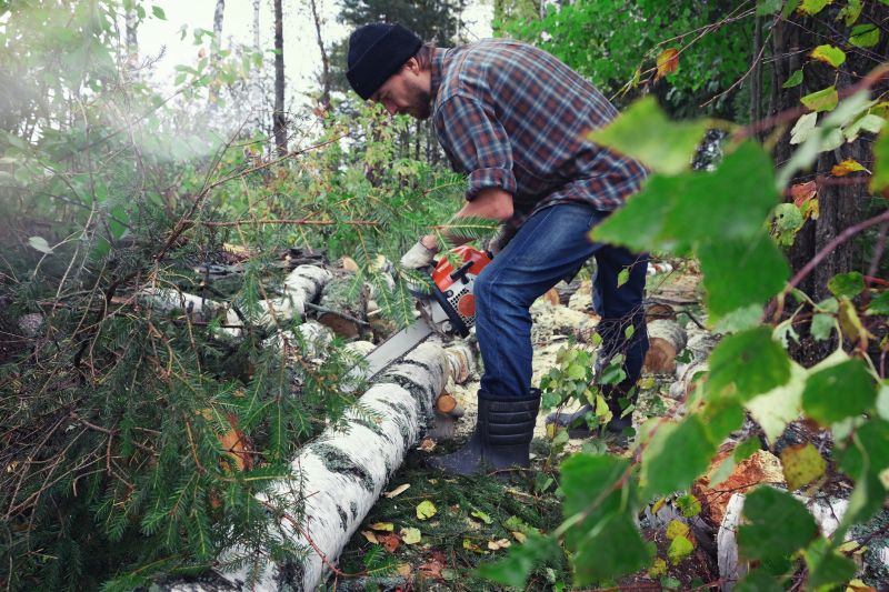 Spruce Tree Removal in Aiken, SC