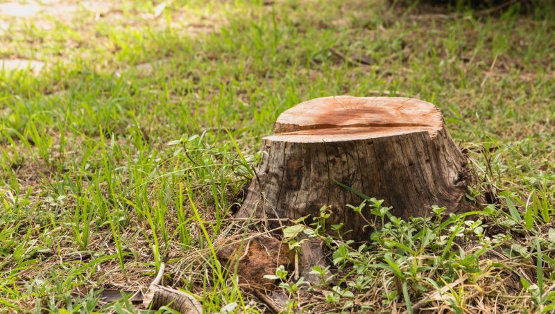 Stump Cutting in Waldorf, MD