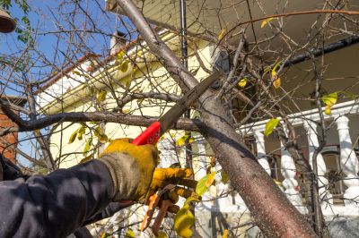 Tree Limbs Removal in Reno, NV